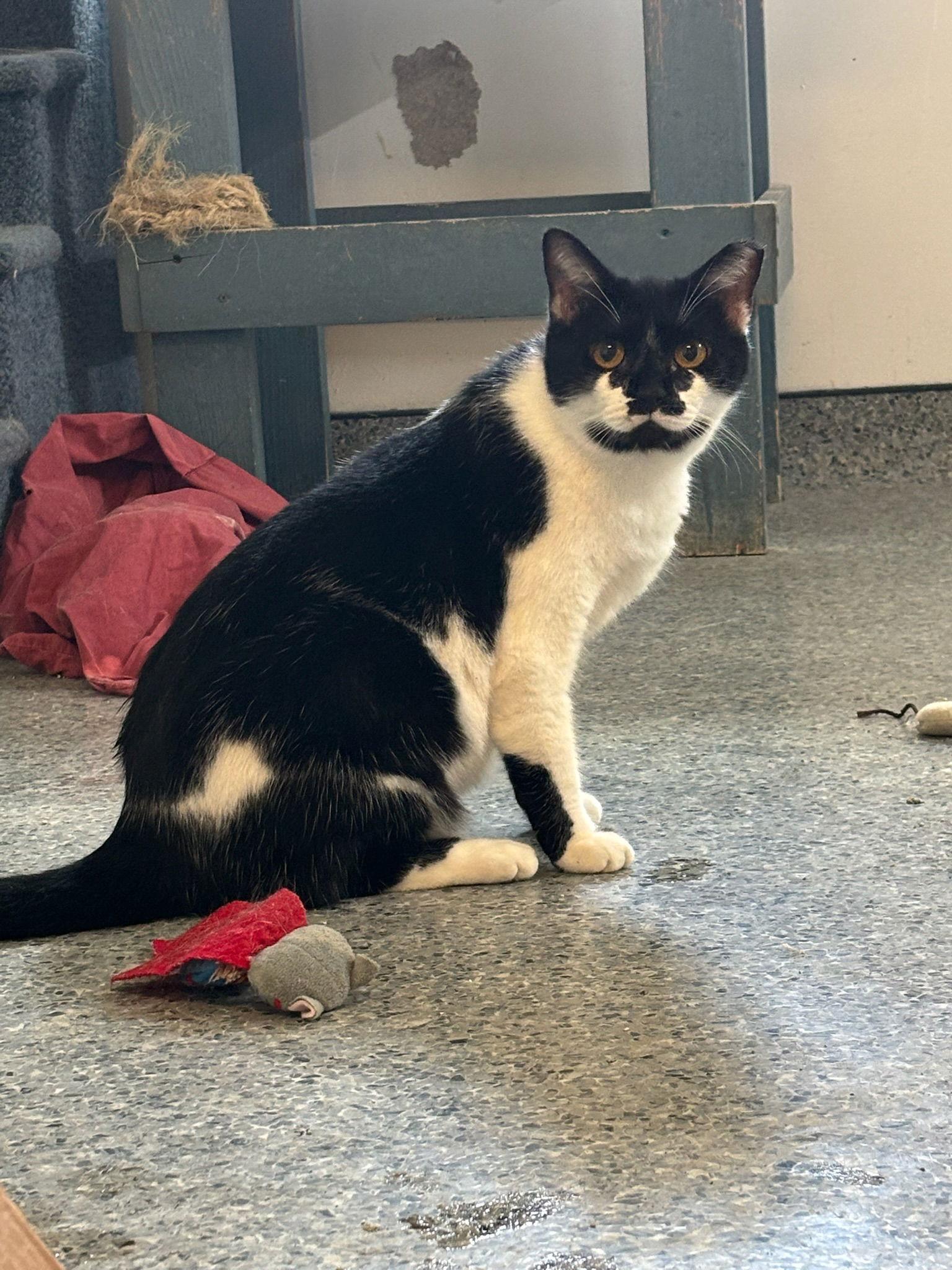 Spot, a Adoptable American Shorthair in Hopewell, VA image 3/3