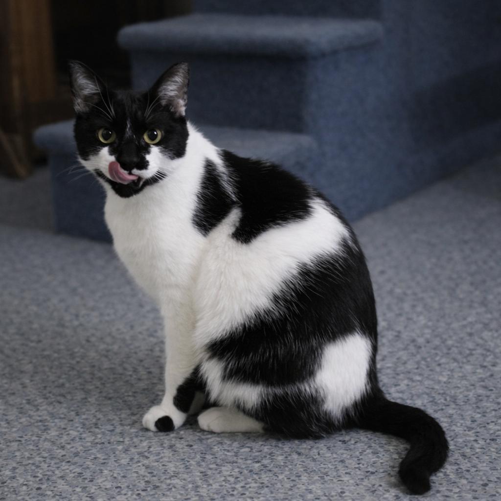 Spot, a Adoptable American Shorthair in Hopewell, VA image 3/6