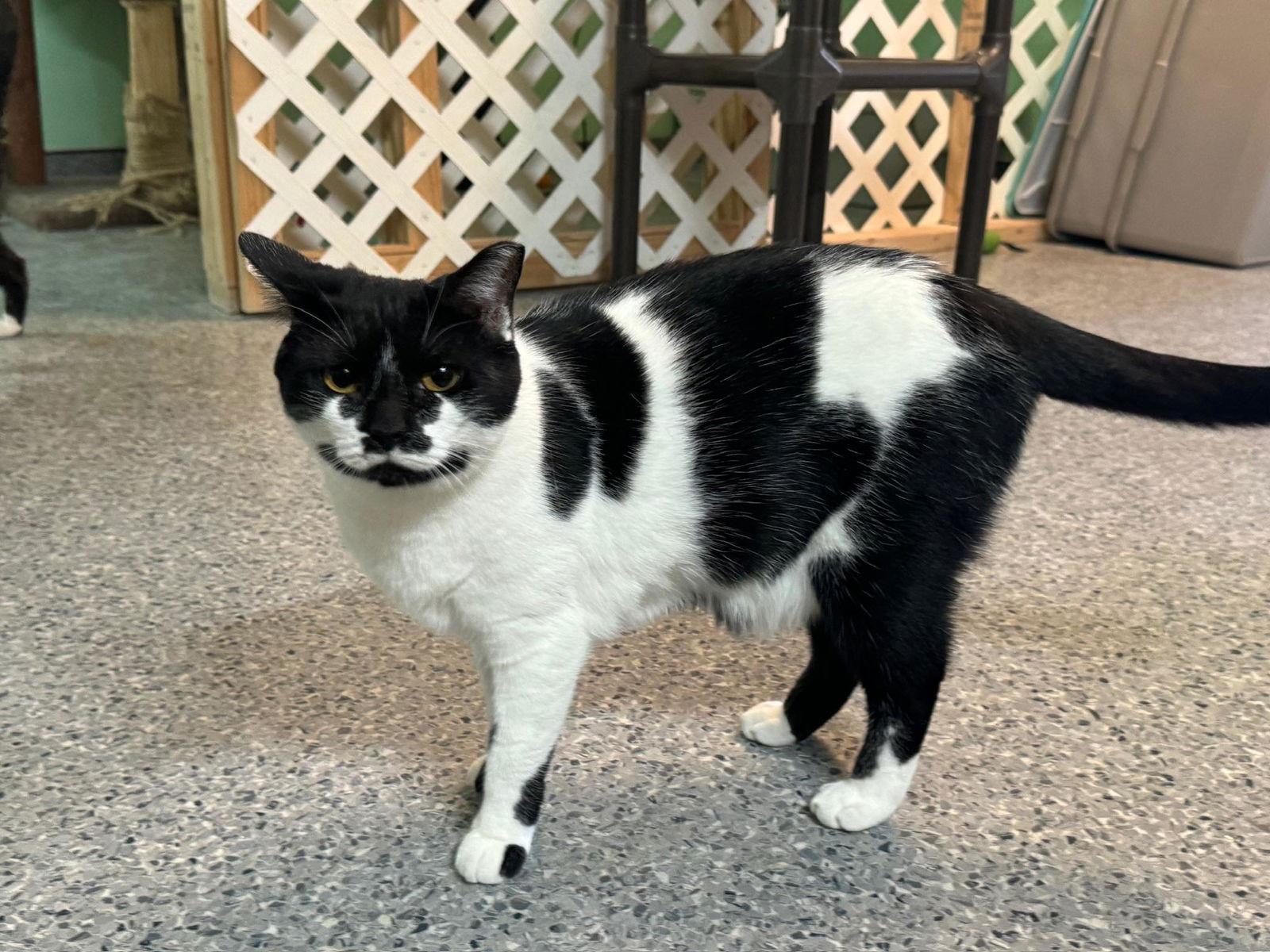 Spot, Adoptable, Adult Female American Shorthair.