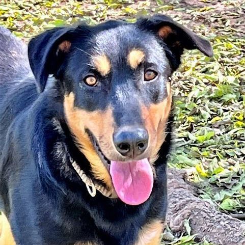 Scout, a Adoptable mixed breed in Godley, TX image 4/6