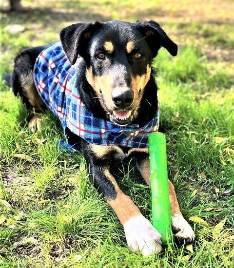 Scout, a Adoptable mixed breed in Godley, TX image 2/6