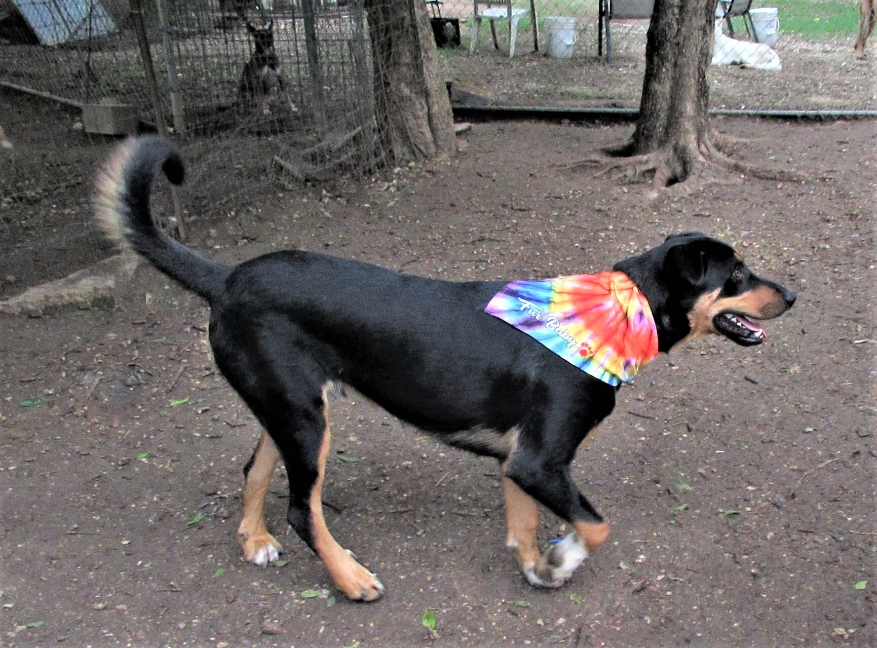 Scout, a Adoptable mixed breed in Godley, TX image 5/6