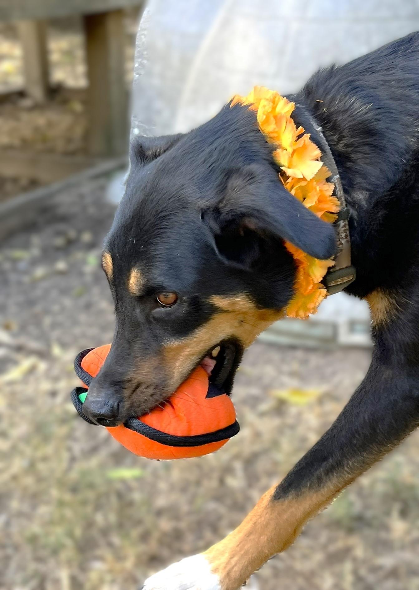 Enlarge Scout, a Adoptable mixed breed in Godley, TX image 2/6