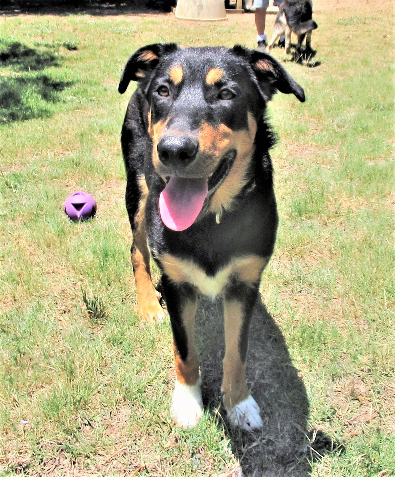 Scout, a Adoptable mixed breed in Godley, TX image 6/6