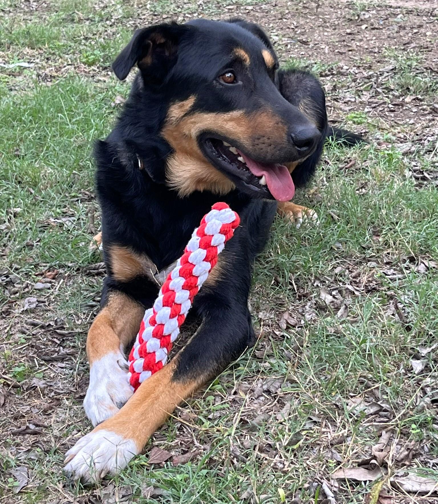 Scout, a Adoptable mixed breed in Godley, TX image 3/6
