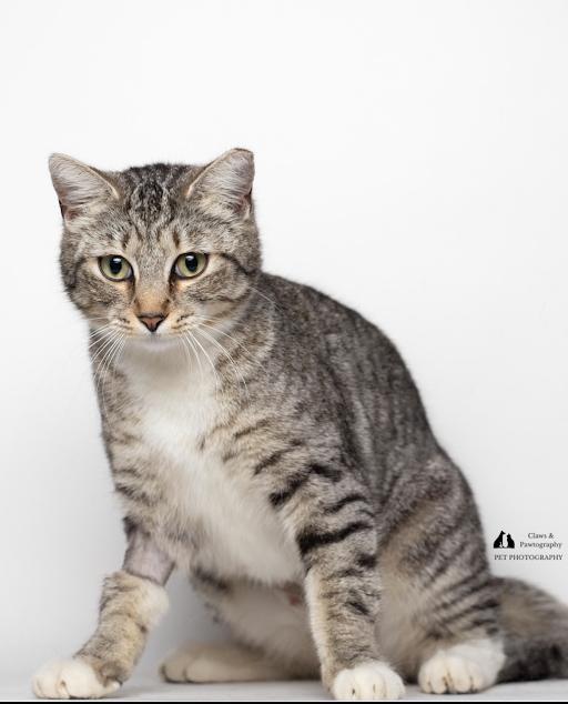 Enlarge BK @ Fat Cat Books, a ADOPTABLE Domestic Short Hair in Tallahassee, FL image 4/4