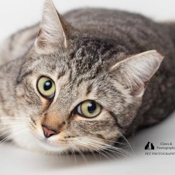 BK @ Fat Cat Cafe, ADOPTABLE, Young Female Domestic Short Hair.