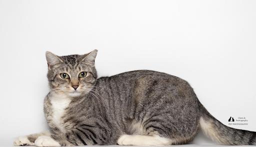 Enlarge BK @ Fat Cat Books, a ADOPTABLE Domestic Short Hair in Tallahassee, FL image 3/4