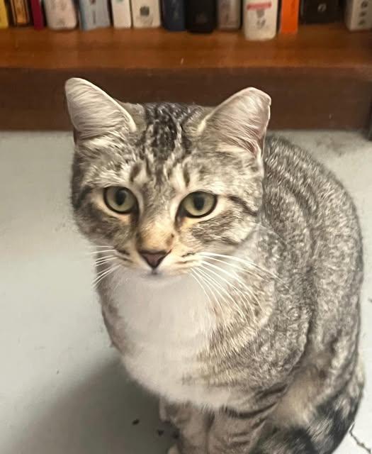 Enlarge BK @ Fat Cat Books, a ADOPTABLE Domestic Short Hair in Tallahassee, FL image 2/4