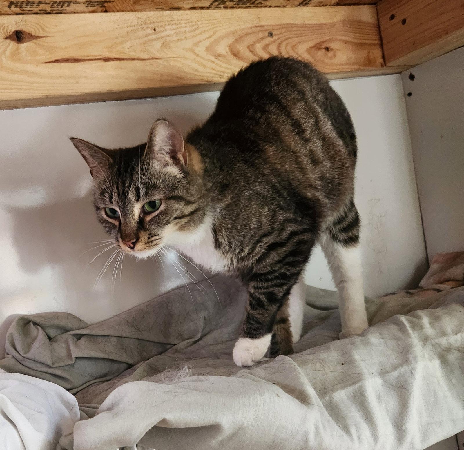 Hazel Ray, Adoptable, Young Female Domestic Short Hair.