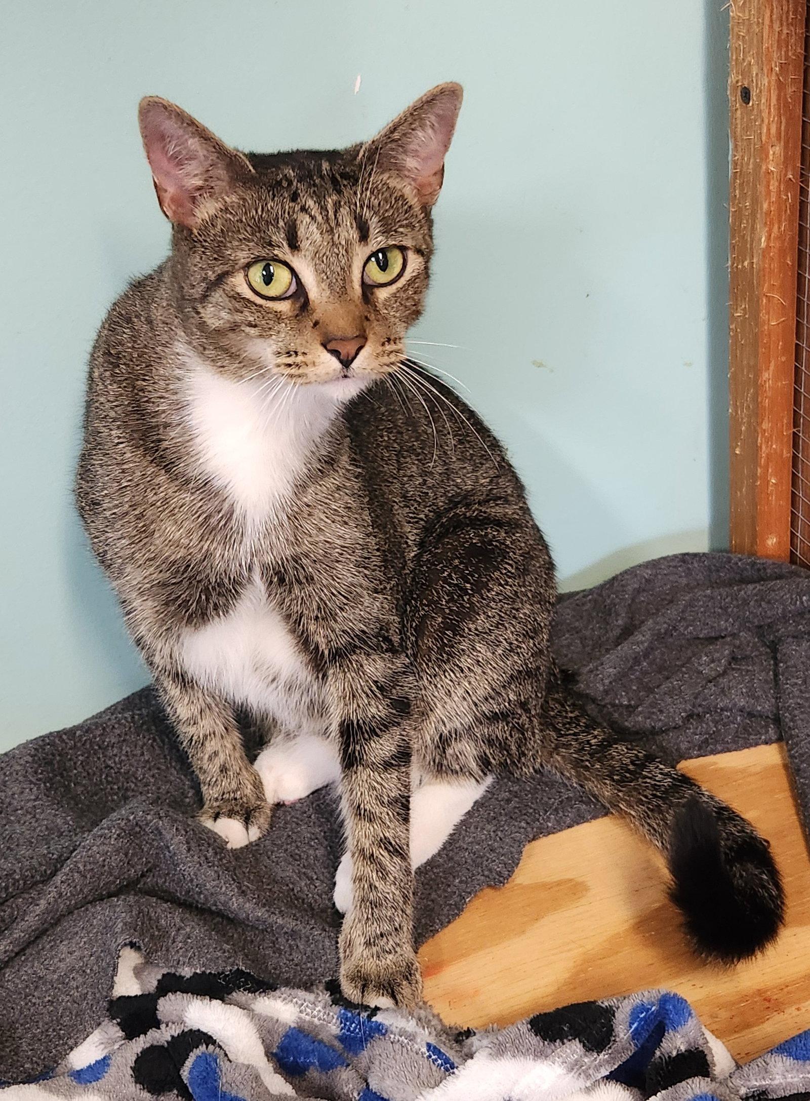 Enlarge Hazel Ray, a Adoptable Domestic Short Hair in Crossville, TN image 2/3