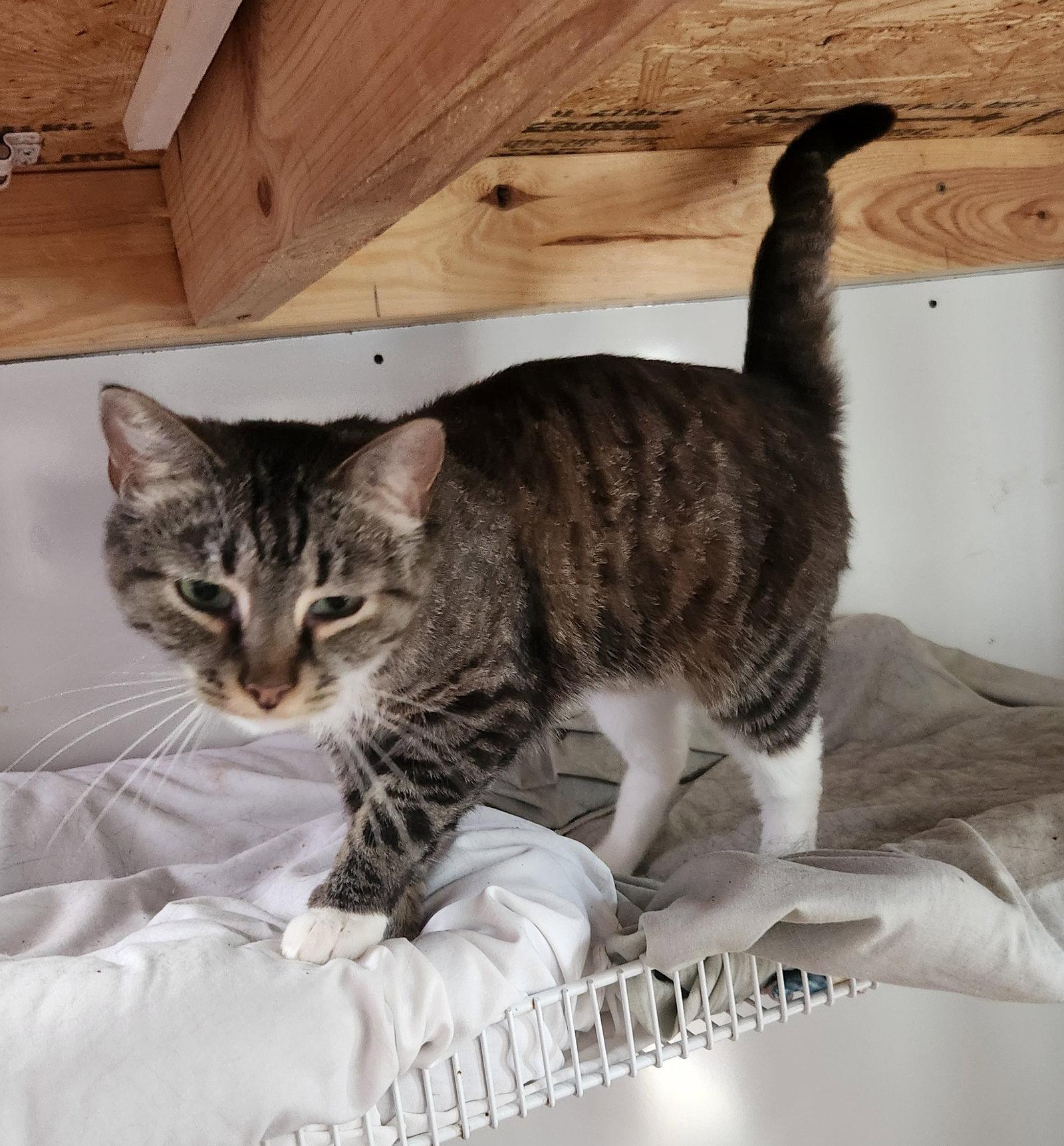 Hazel Ray, Adoptable, Young Female Domestic Short Hair.