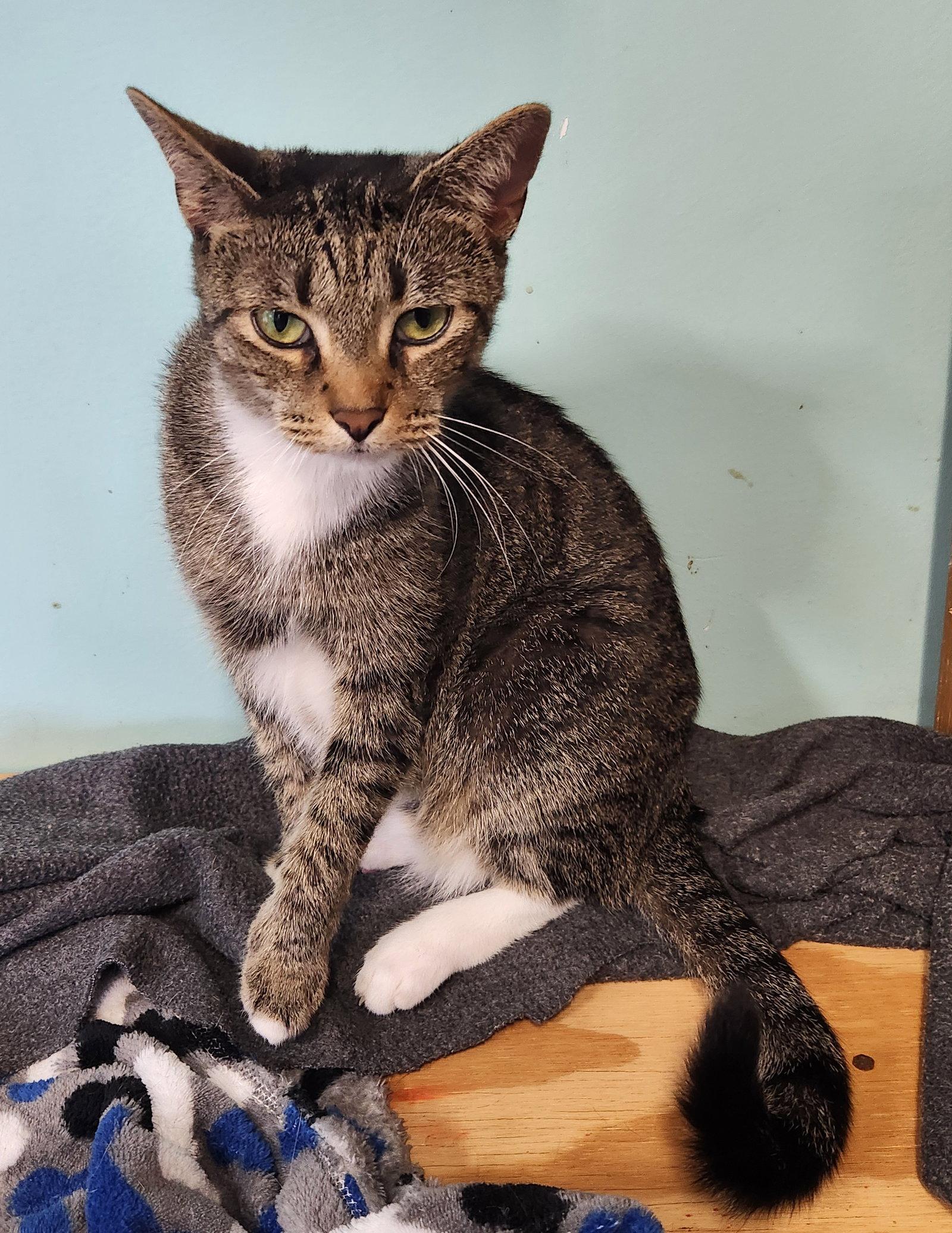 Enlarge Hazel Ray, a Adoptable Domestic Short Hair in Crossville, TN image 3/3