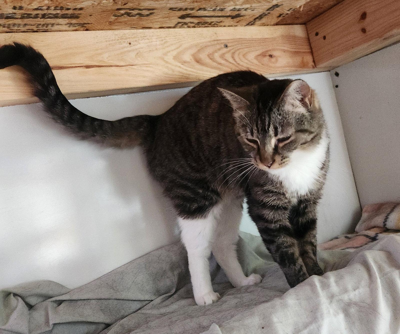 Enlarge Hazel Ray, a Adoptable Domestic Short Hair in Crossville, TN image 2/3