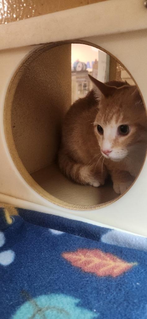 Lolli aka Samson, Adopted, Young Male Domestic Short Hair.