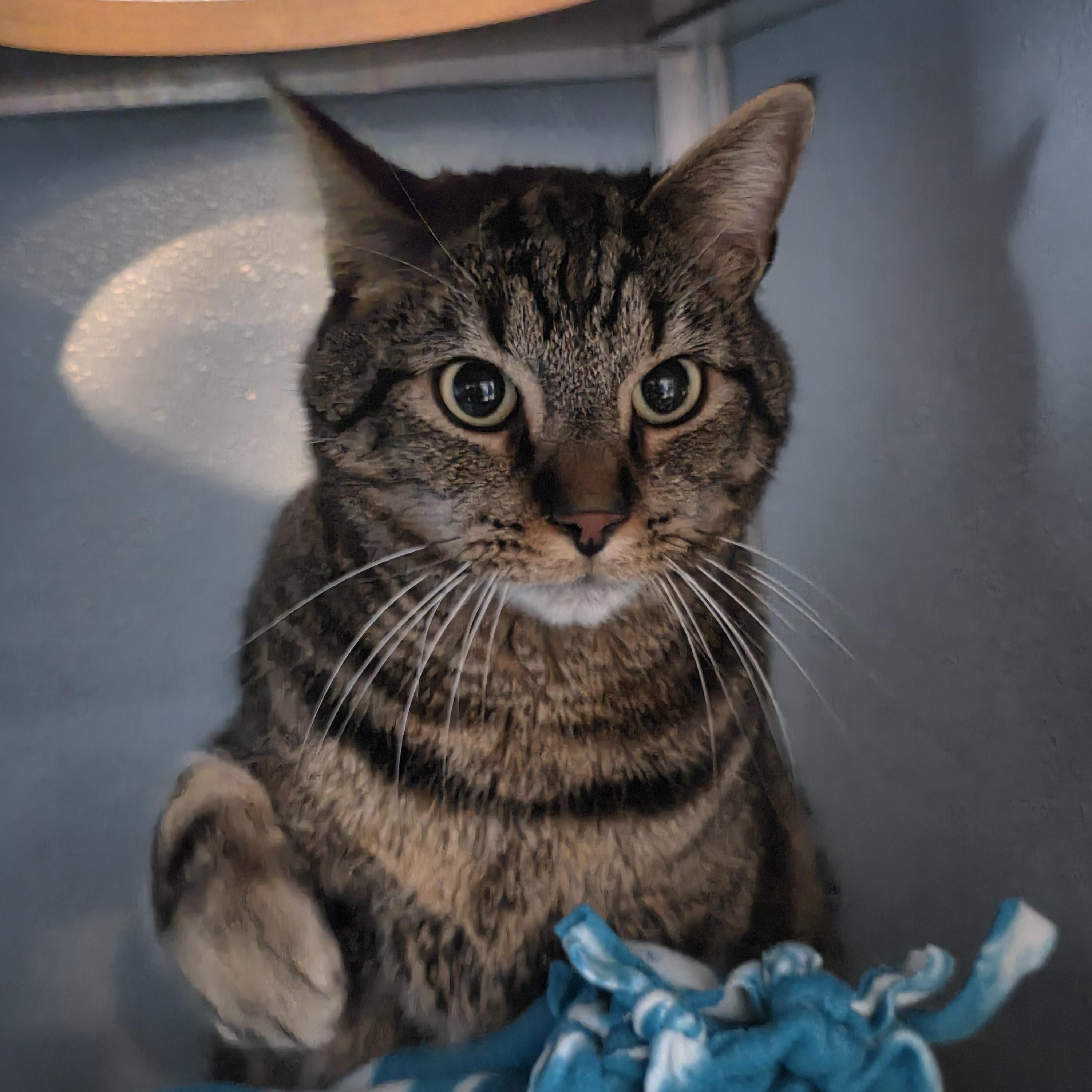 Enlarge Joseph, an adopted Domestic Short Hair in Renfrew, PA image 3/3