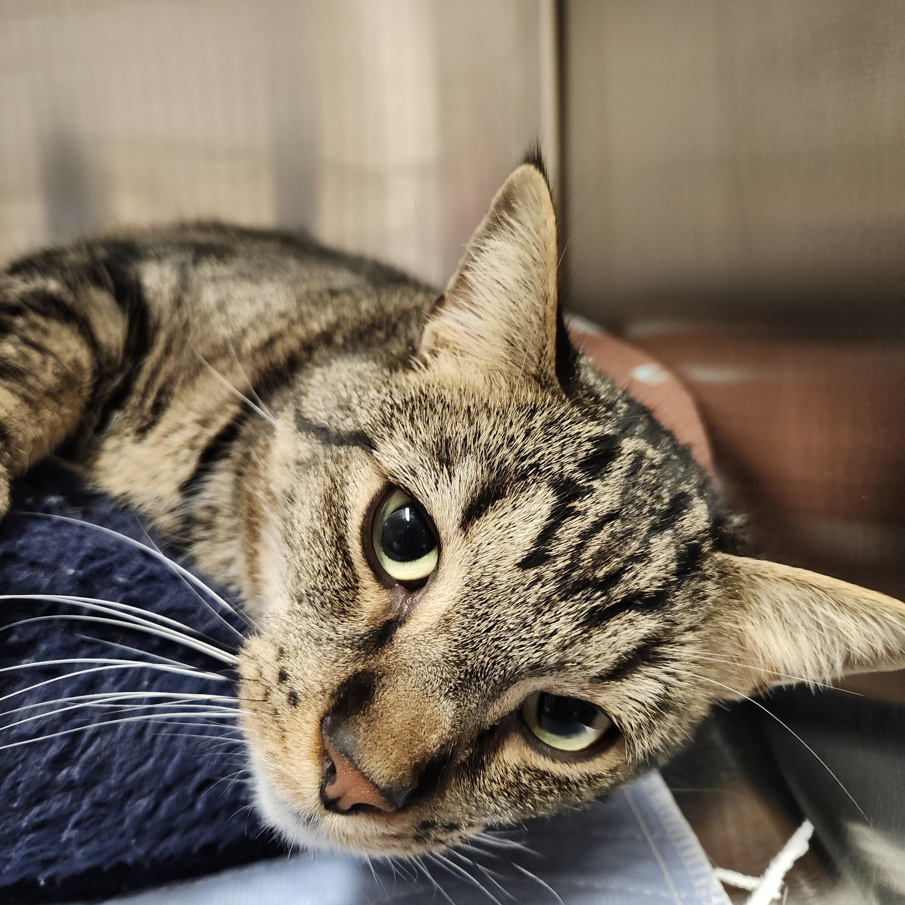 Enlarge Joseph, an adopted Domestic Short Hair in Renfrew, PA image 1/3