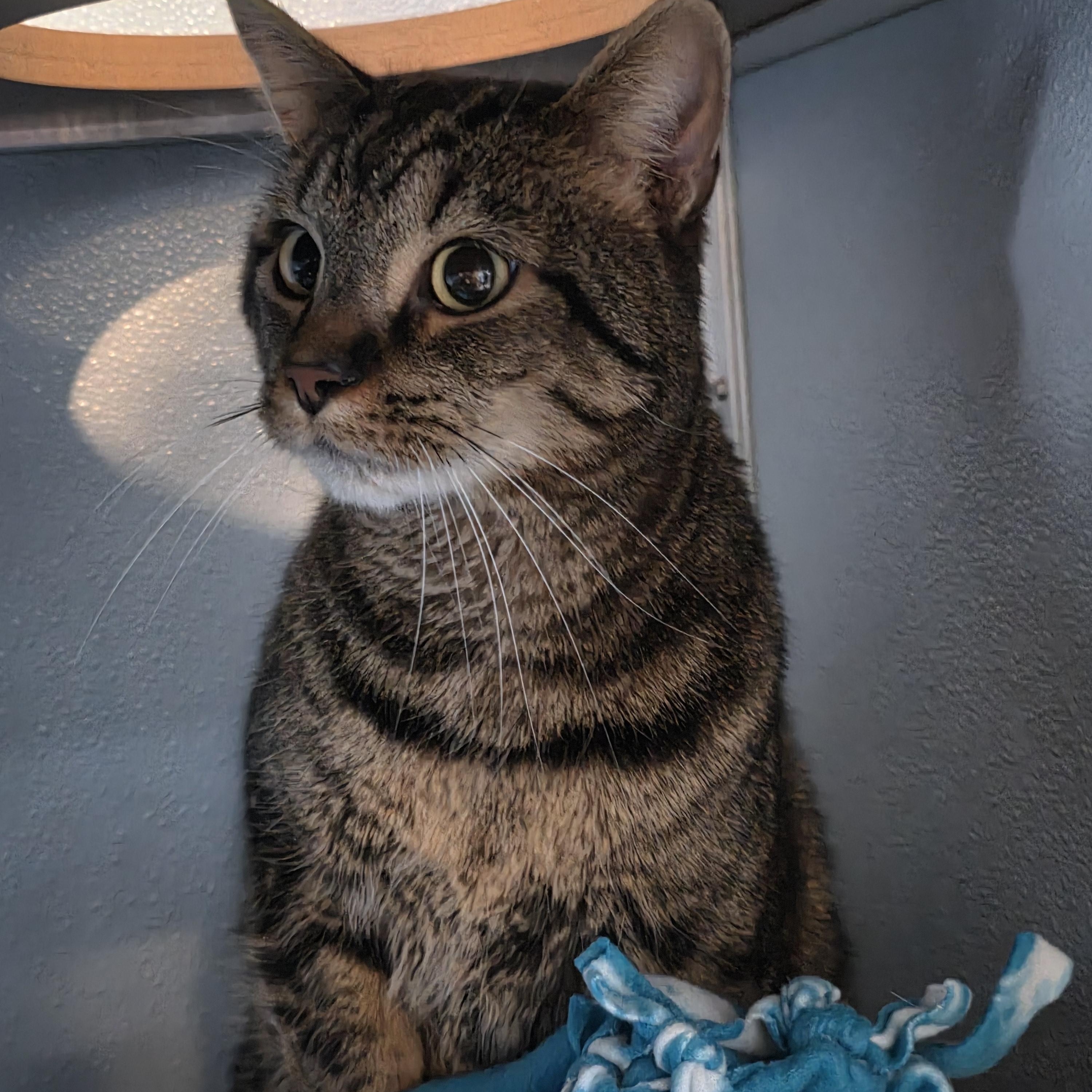 Enlarge Joseph, an adopted Domestic Short Hair in Renfrew, PA image 2/3