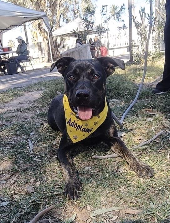 Lily (9) — thumbnail 2