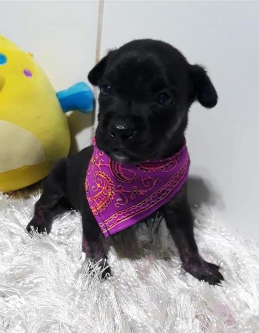 Lily (9) — thumbnail 3