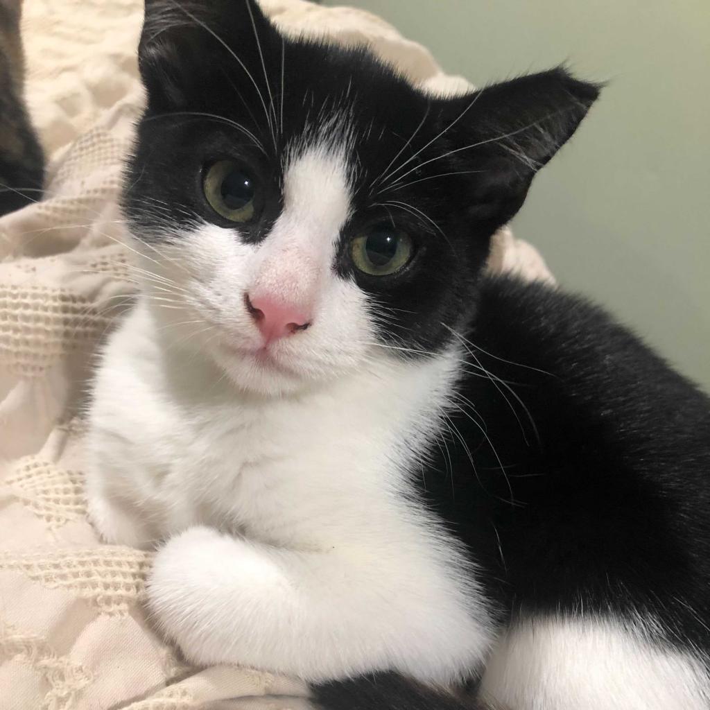 Betty, Adoptable, Adult Female Domestic Short Hair.