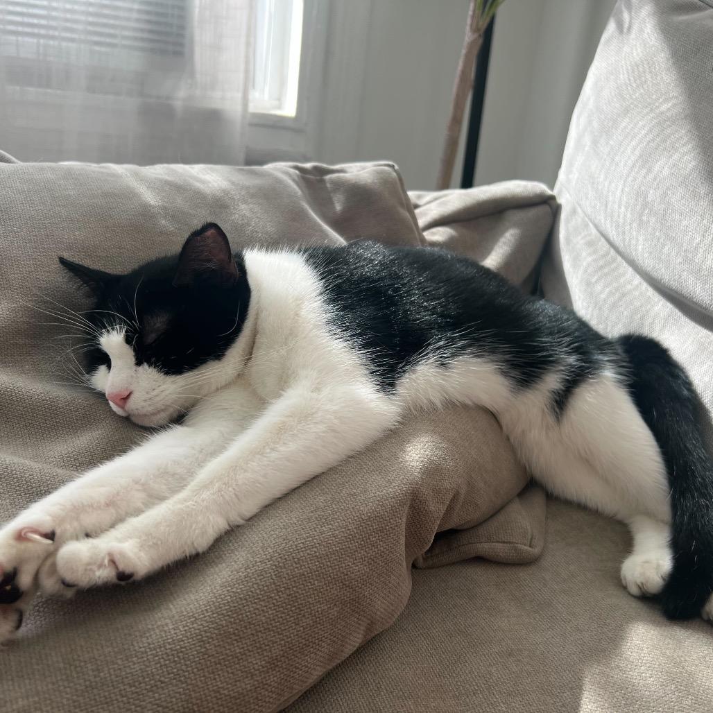 Enlarge Betty, a Adoptable Domestic Short Hair in Howard beach, NY image 2/6