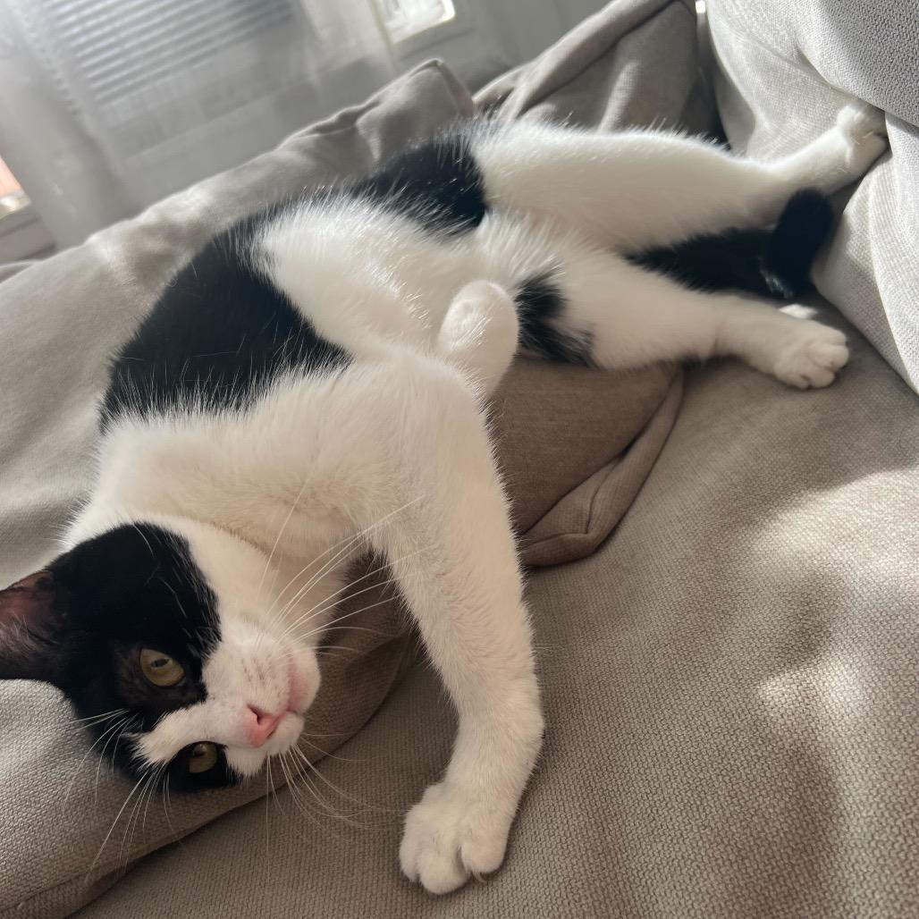 Enlarge Betty, a Adoptable Domestic Short Hair in Howard beach, NY image 3/6