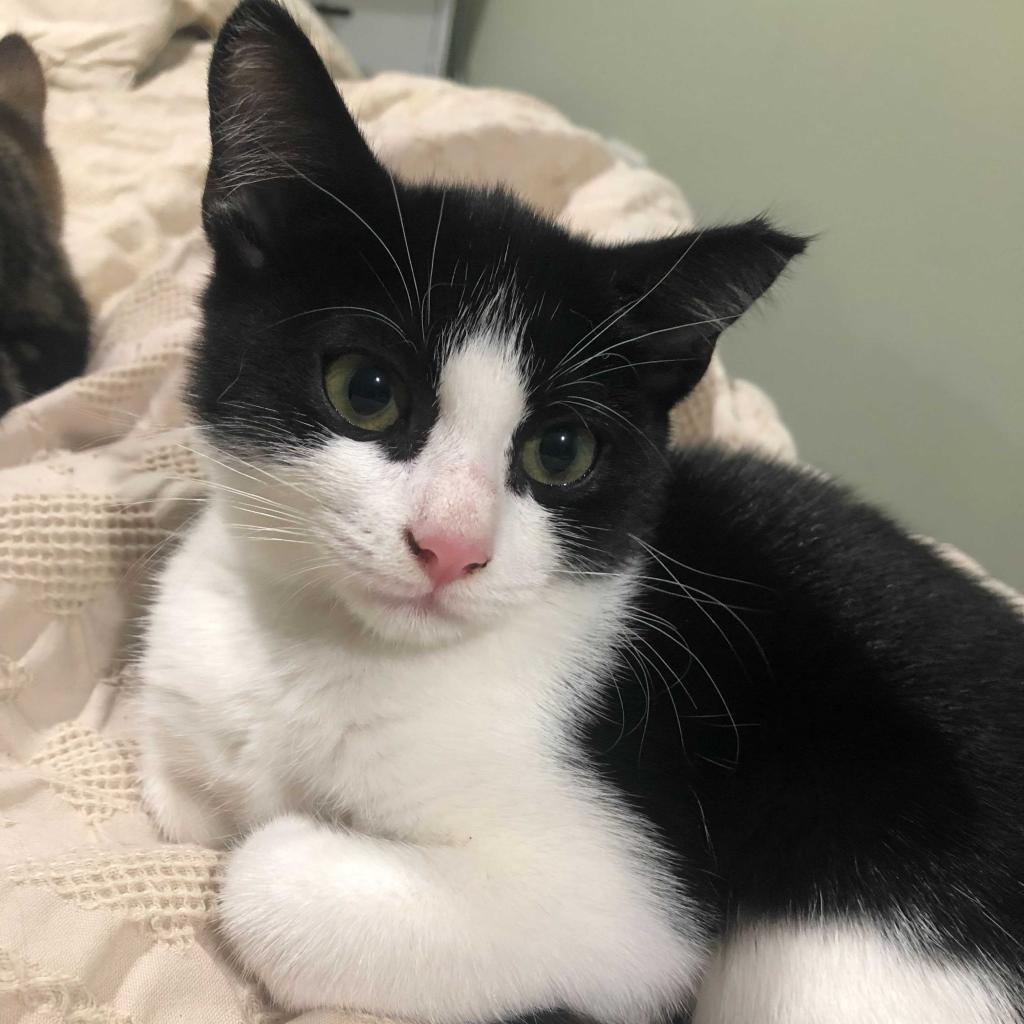 Enlarge Betty, a Adoptable Domestic Short Hair in Howard beach, NY image 4/6