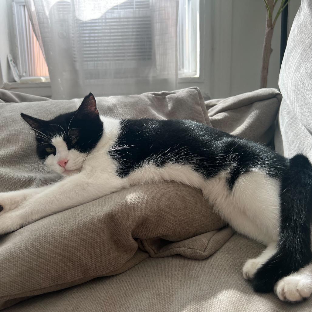 Enlarge Betty, a Adoptable Domestic Short Hair in Howard beach, NY image 5/6