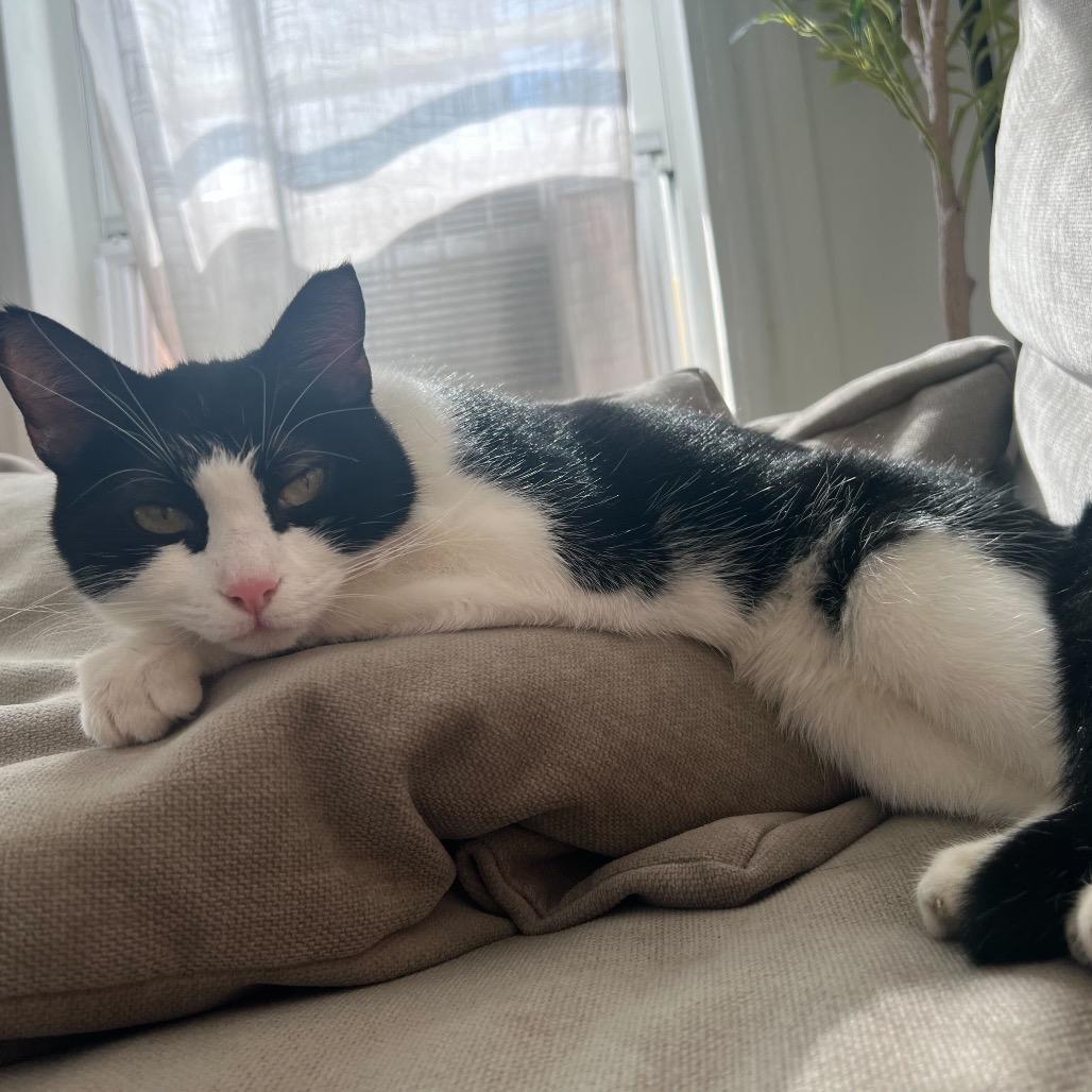 Enlarge Betty, a Adoptable Domestic Short Hair in Howard beach, NY image 6/6