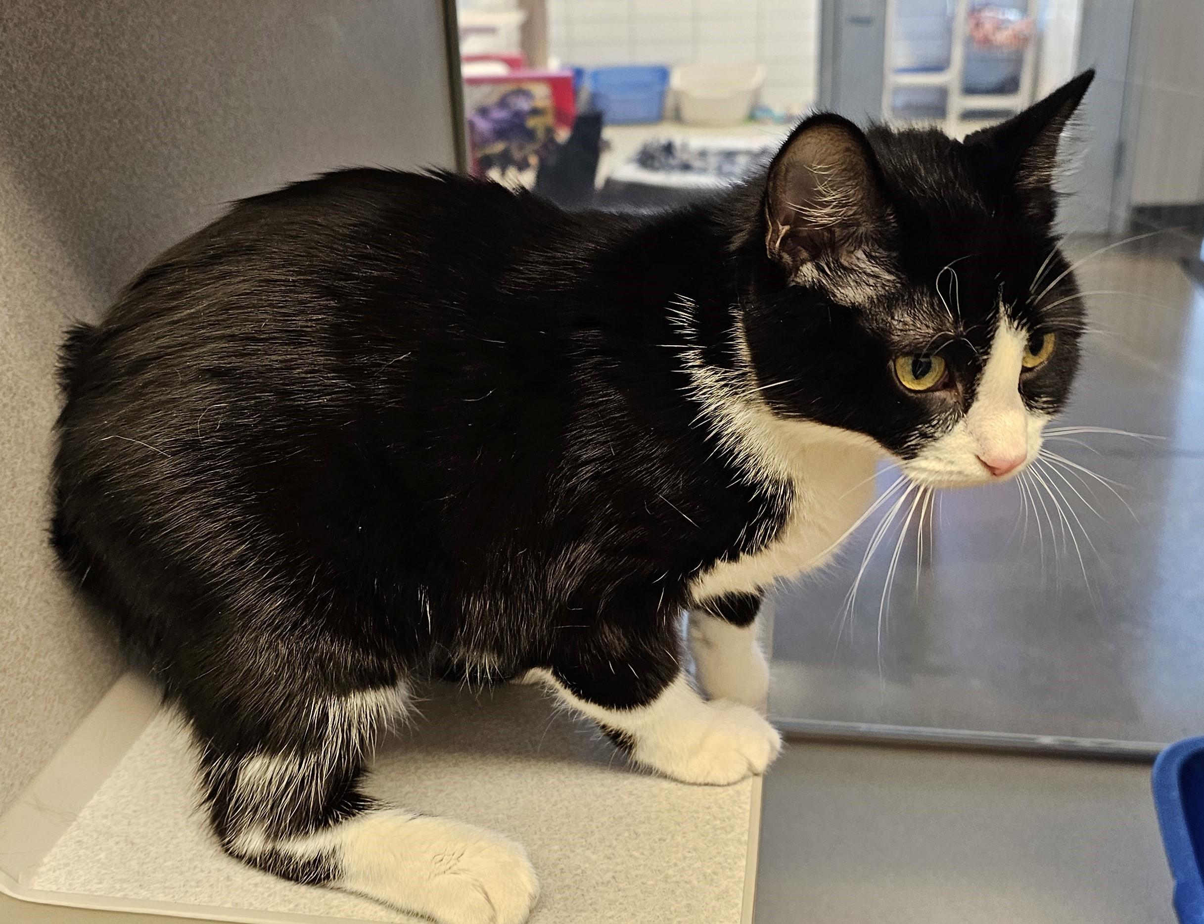 Enlarge Lolli, an adopted Domestic Short Hair in Cedar Rapids, IA image 3/6