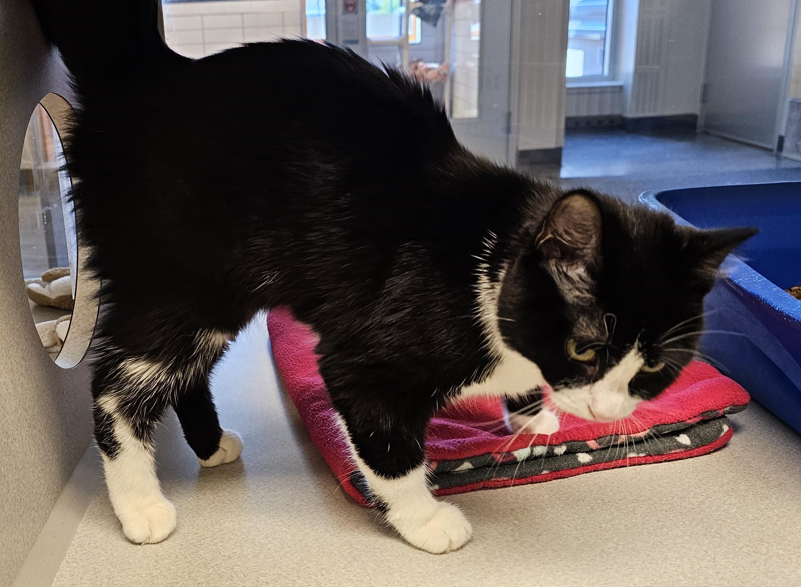 Enlarge Lolli, an adopted Domestic Short Hair in Cedar Rapids, IA image 5/6