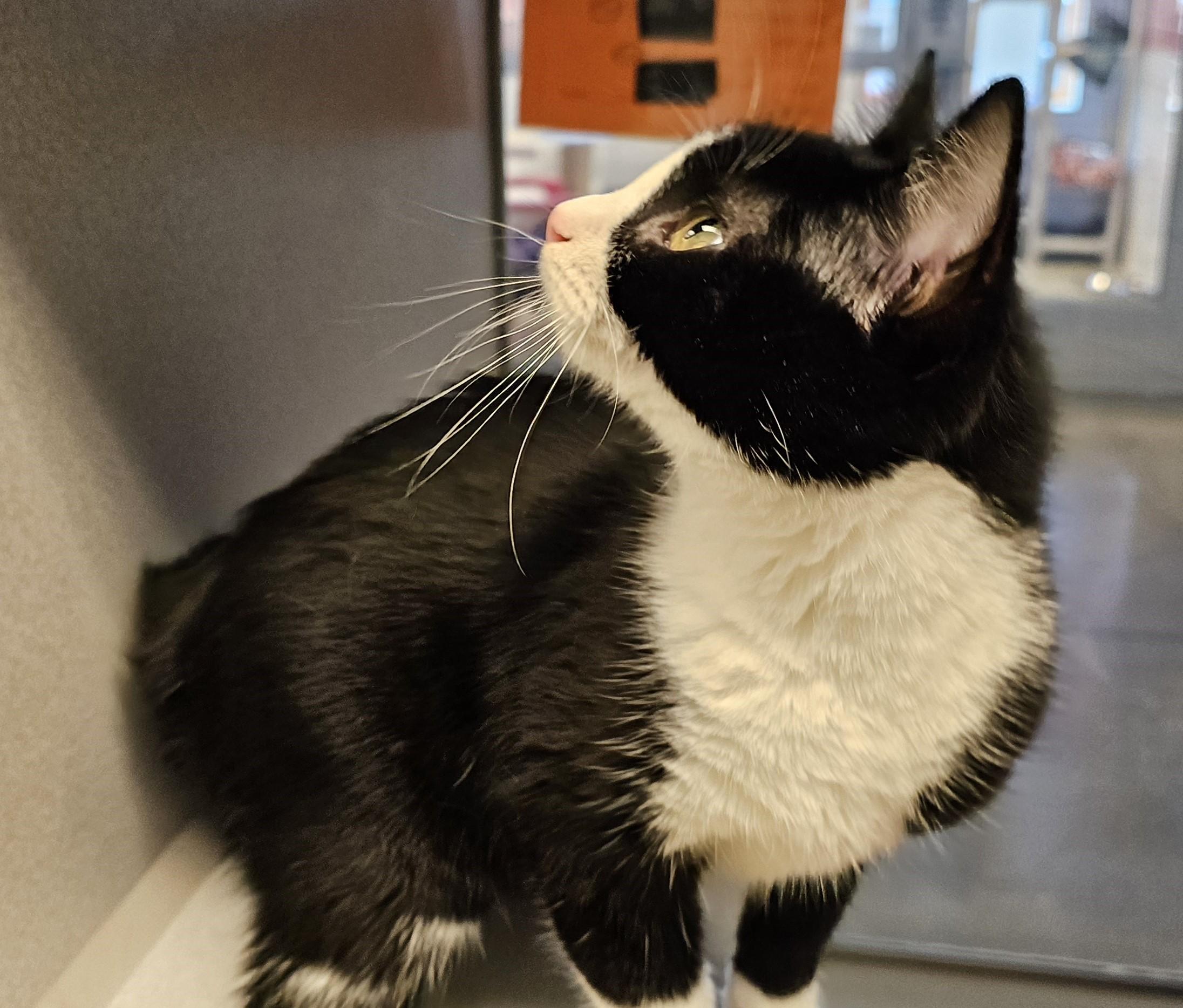 Enlarge Lolli, an adopted Domestic Short Hair in Cedar Rapids, IA image 4/6