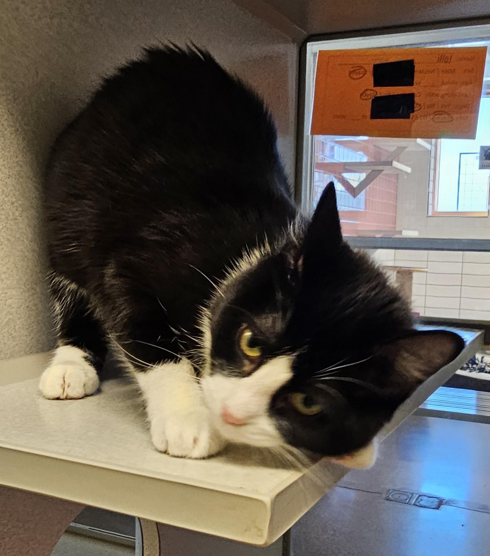 Enlarge Lolli, an adopted Domestic Short Hair in Cedar Rapids, IA image 2/6