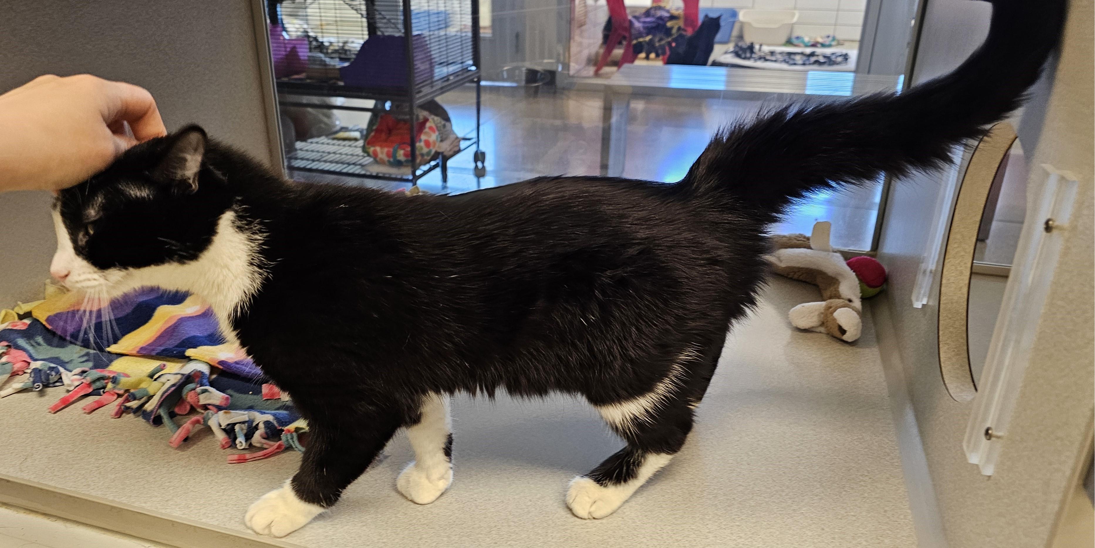 Enlarge Lolli, an adopted Domestic Short Hair in Cedar Rapids, IA image 6/6