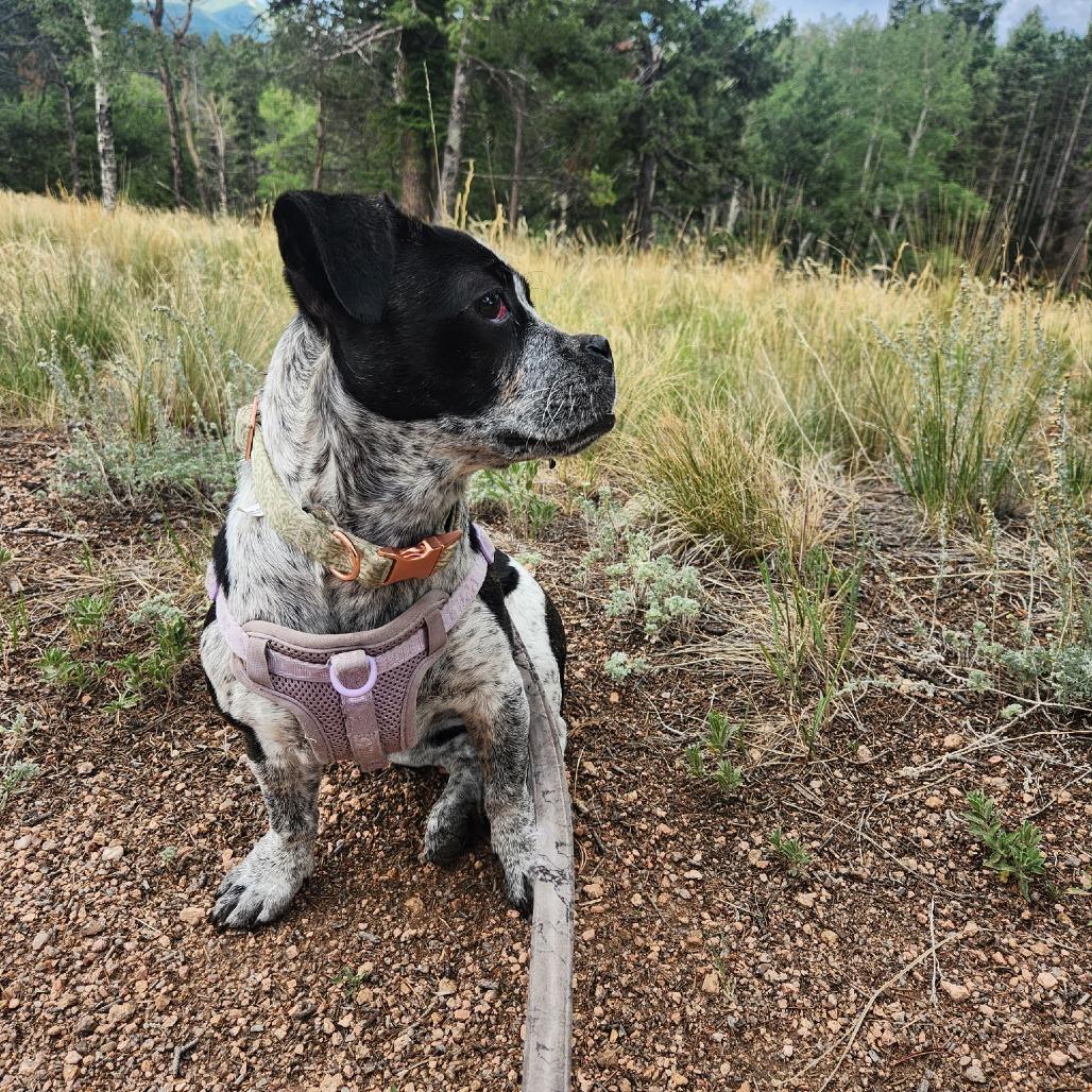 Enlarge Opalite, a Adoptable Pit Bull Terrier in Boulder, CO image 2/2