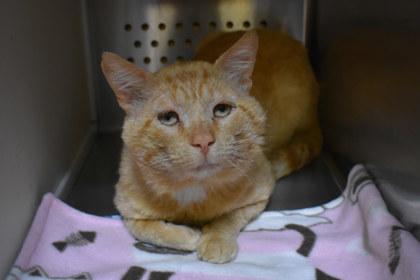 Scratchy, Adoptable, Adult Male Domestic Short Hair & Domestic Short Hair.