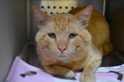 Enlarge Scratchy, a Adoptable mixed breed in Kansas City, MO image 2/2