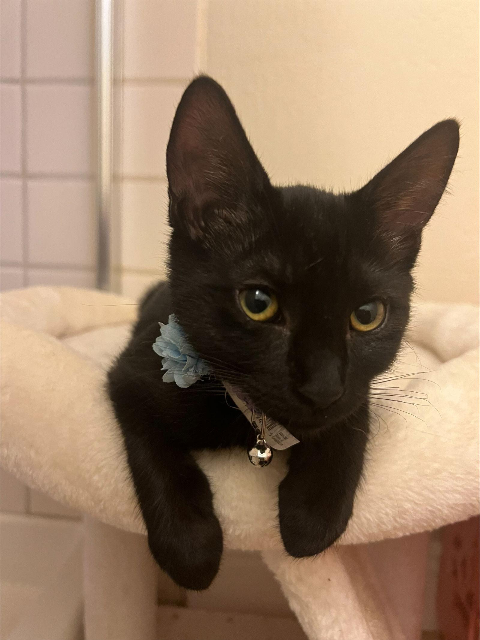 Enlarge Nylah, a Adoptable Domestic Short Hair in Walnut Creek, CA image 1/2