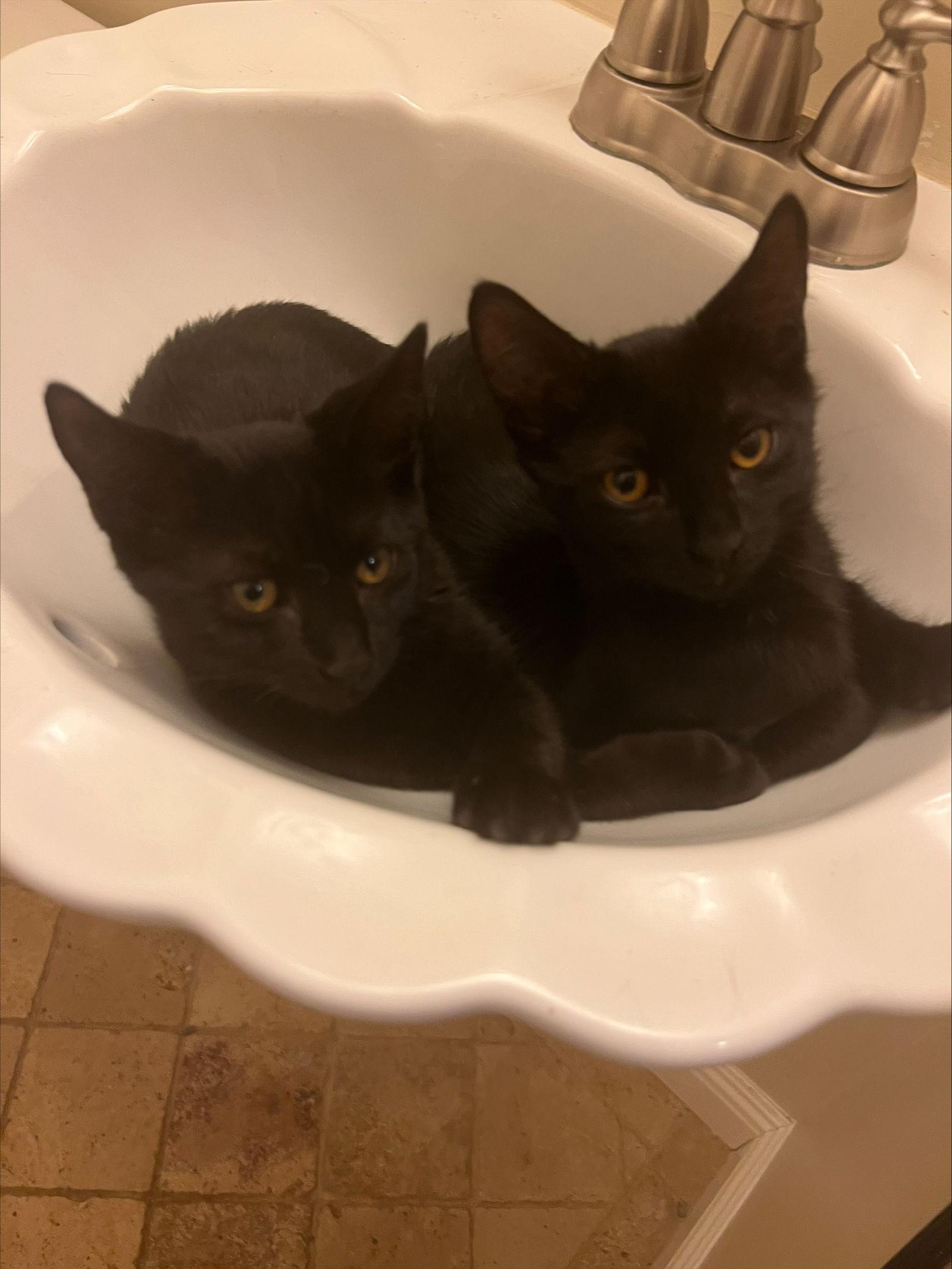 Enlarge Nylah, a Adoptable Domestic Short Hair in Walnut Creek, CA image 2/2