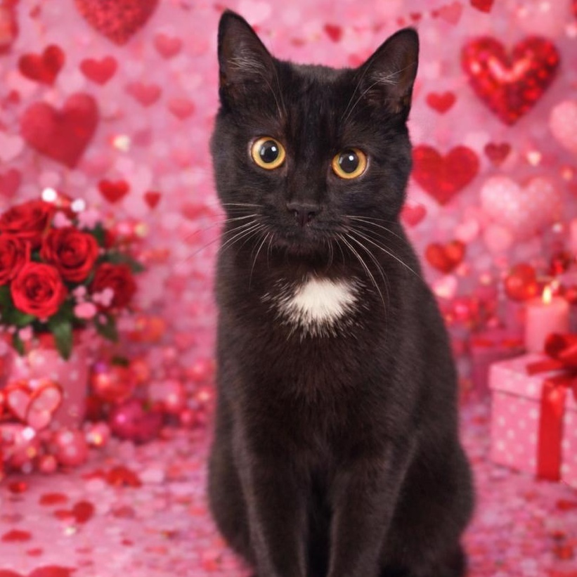 Spooky, ADOPTABLE, Young Female Domestic Short Hair.