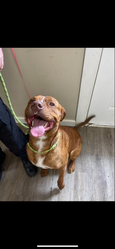 Enlarge Enzo, a Adopted Pit Bull Terrier in Winchester, IN image 1/1