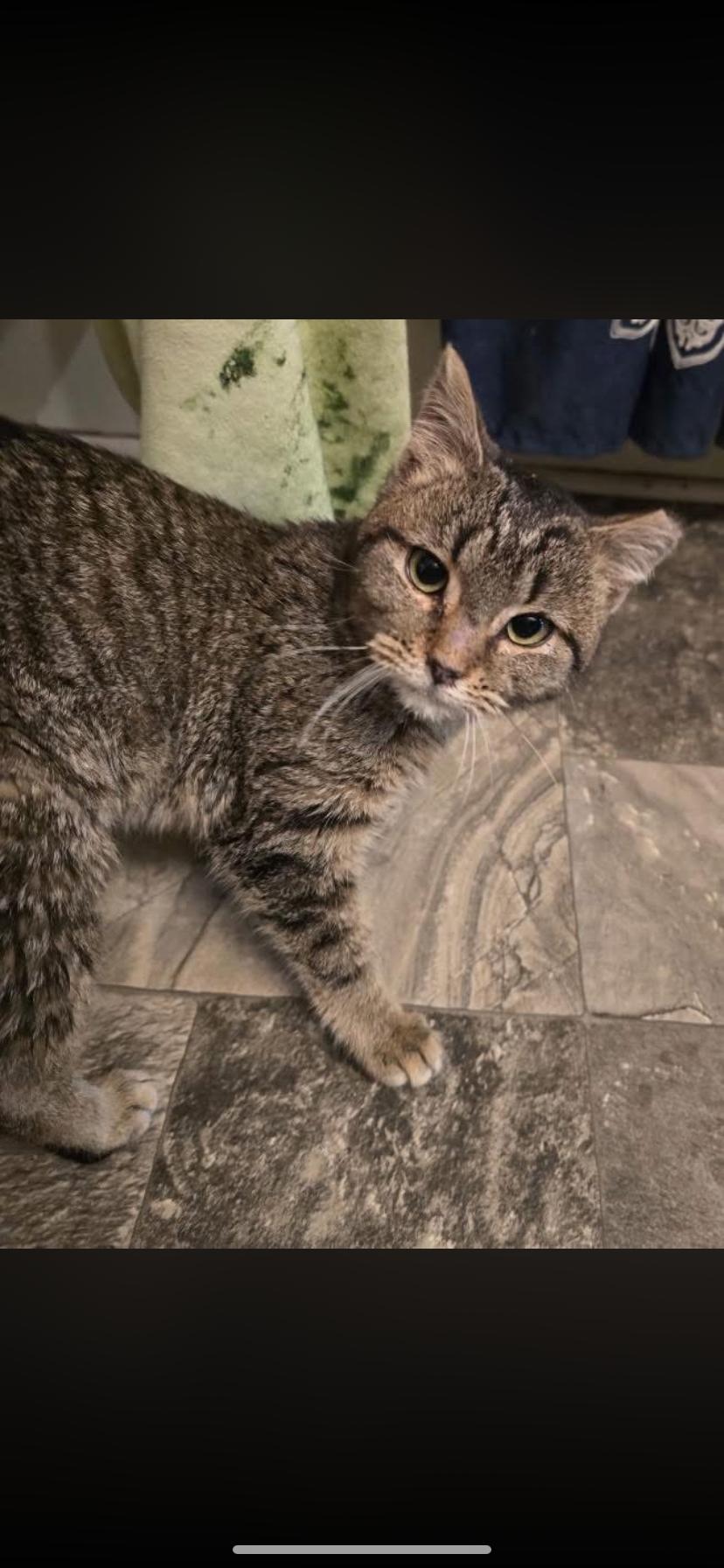 Susi, adopted, Young Female Domestic Short Hair.