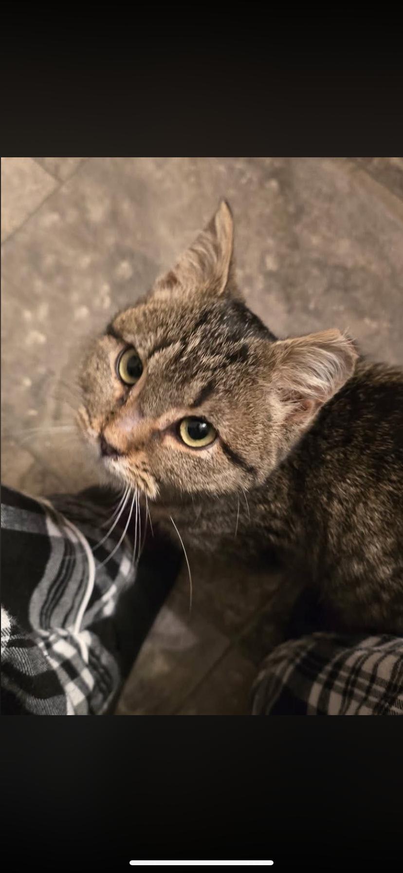 Enlarge Susi, an adopted Domestic Short Hair in Waveland, IN image 2/2