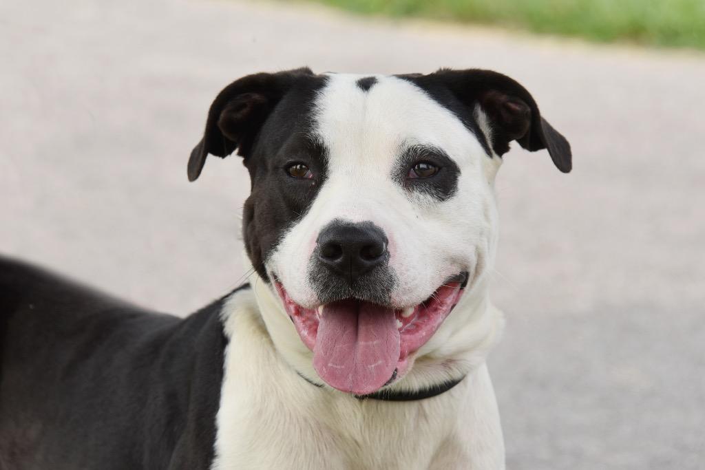 Atticus, a Adoptable Pit Bull Terrier in West Union, OH image 1/4
