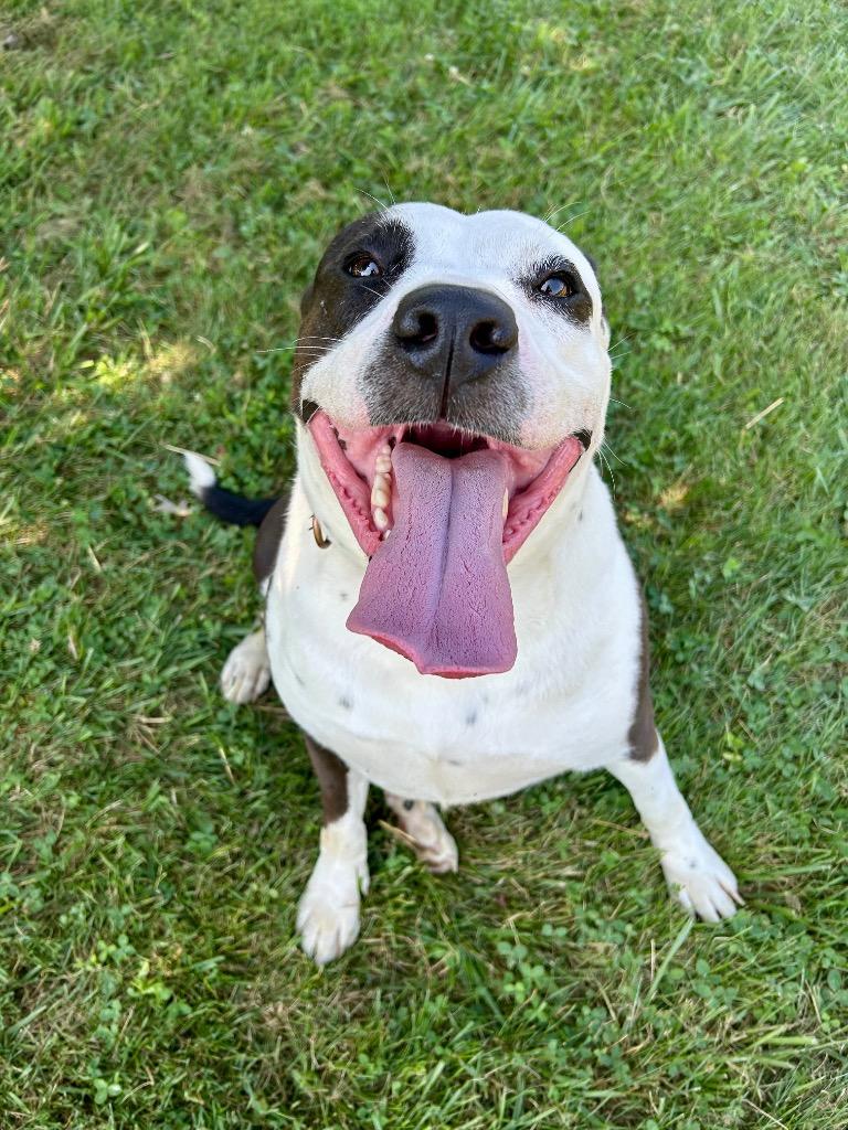 Atticus, a Adoptable Pit Bull Terrier in West Union, OH image 2/4