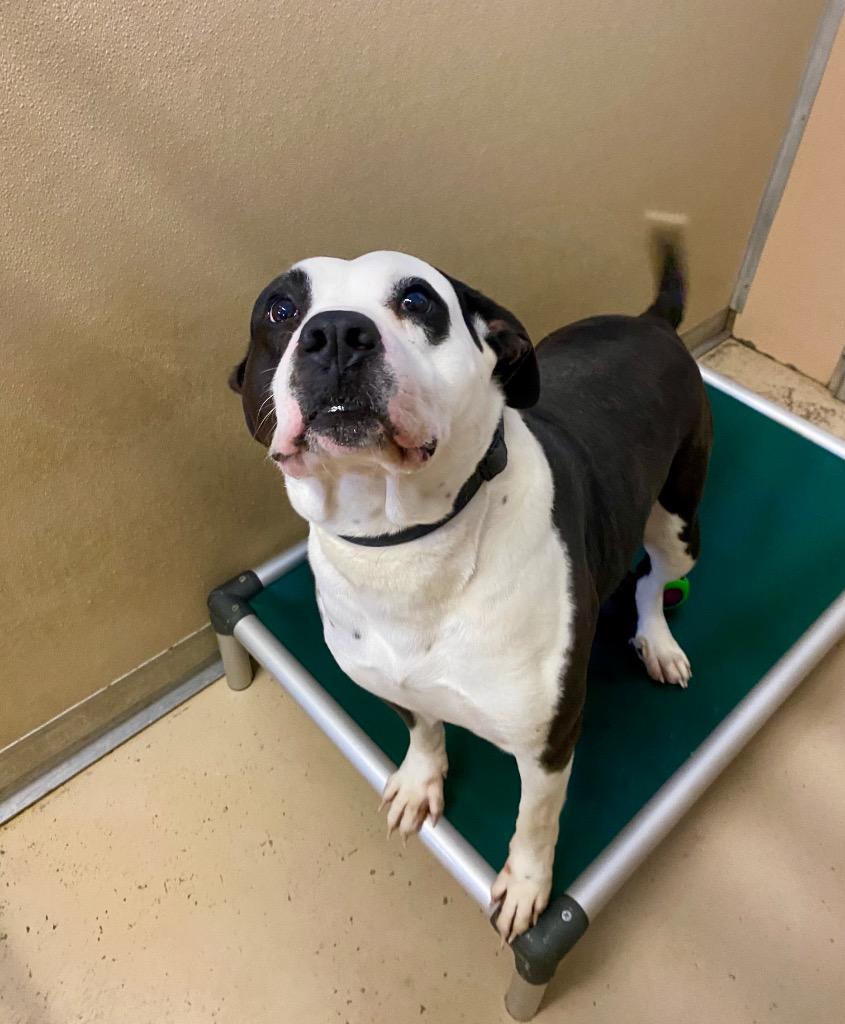 Enlarge Atticus, a Adoptable Pit Bull Terrier in West Union, OH image 3/4
