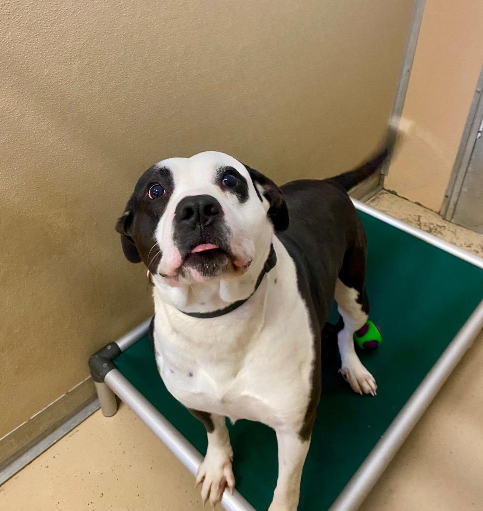 Atticus, a Adoptable Pit Bull Terrier in West Union, OH image 3/4