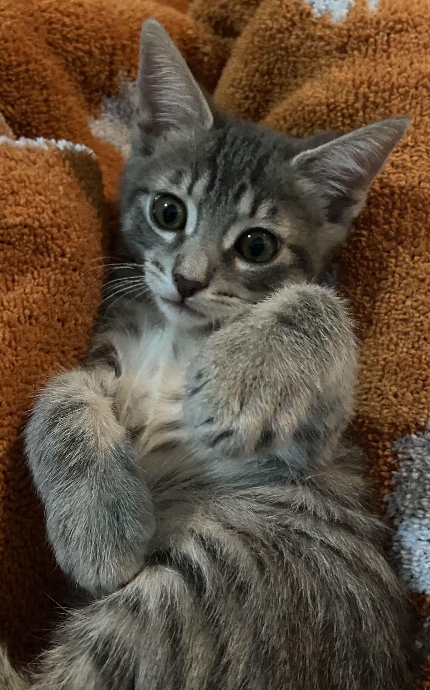 Ferrus, Baby Male unknown