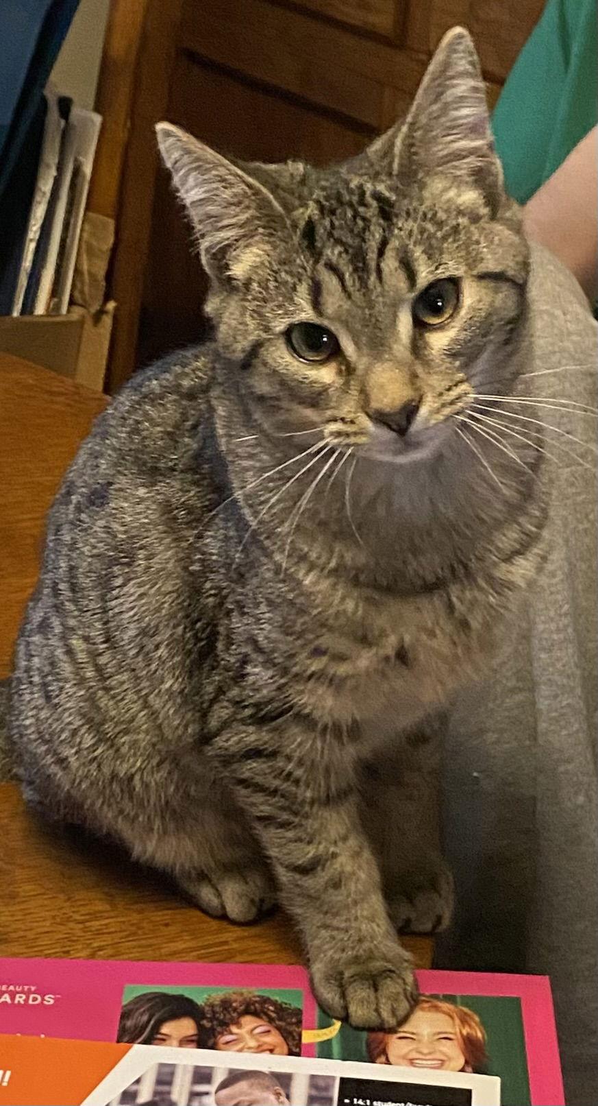 Ellery, Adoptable, Kitten Male Tabby.